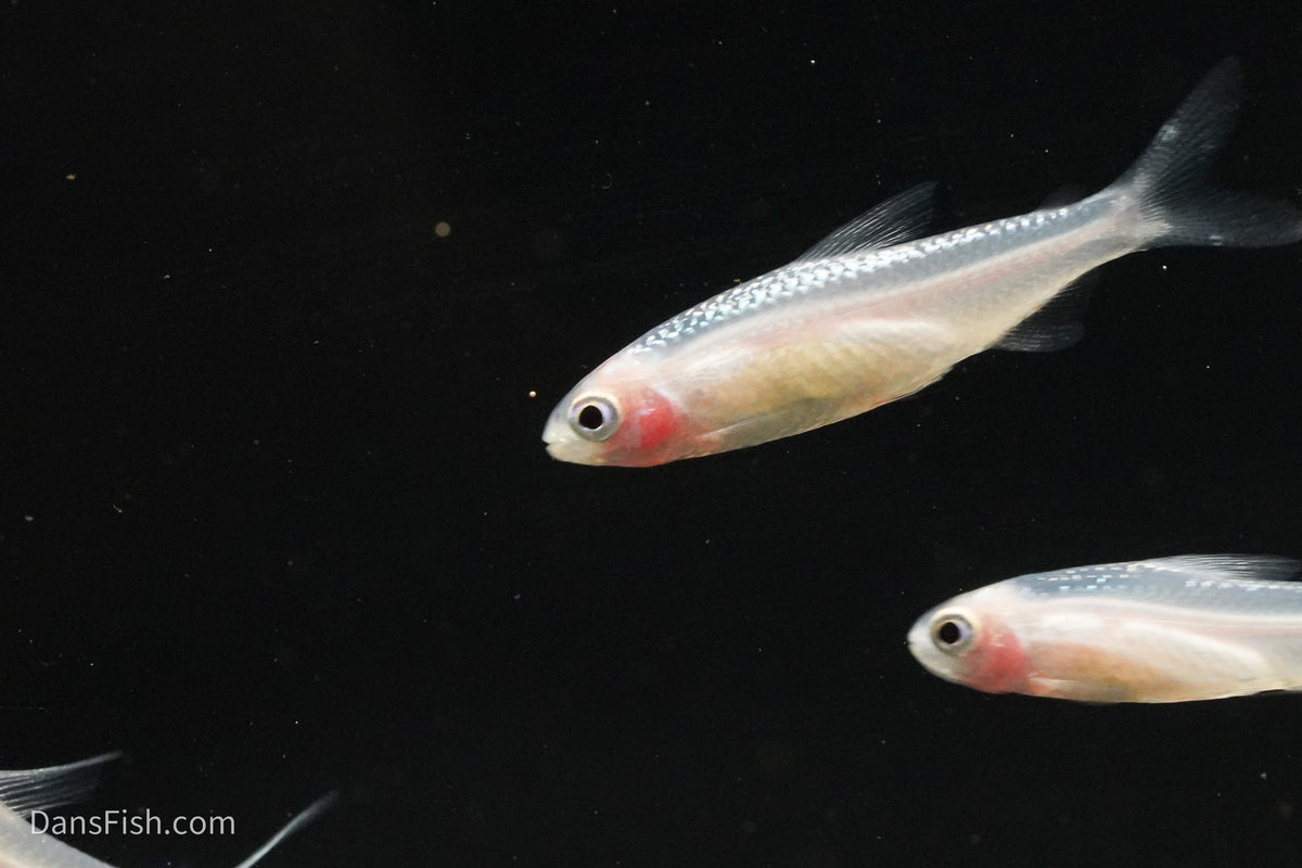 Gold Platinum Rummynose Tetra