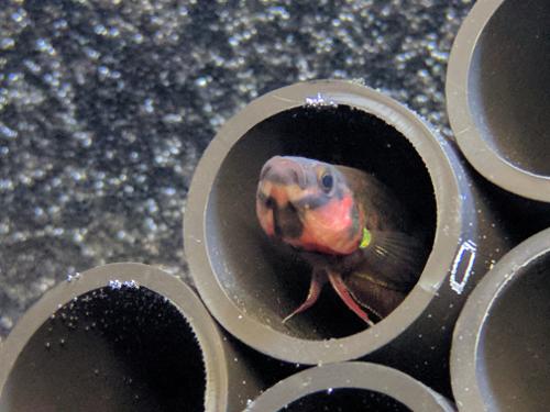 Betta rubra