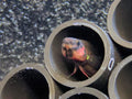 Betta rubra