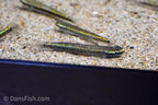Neon Blue Goby