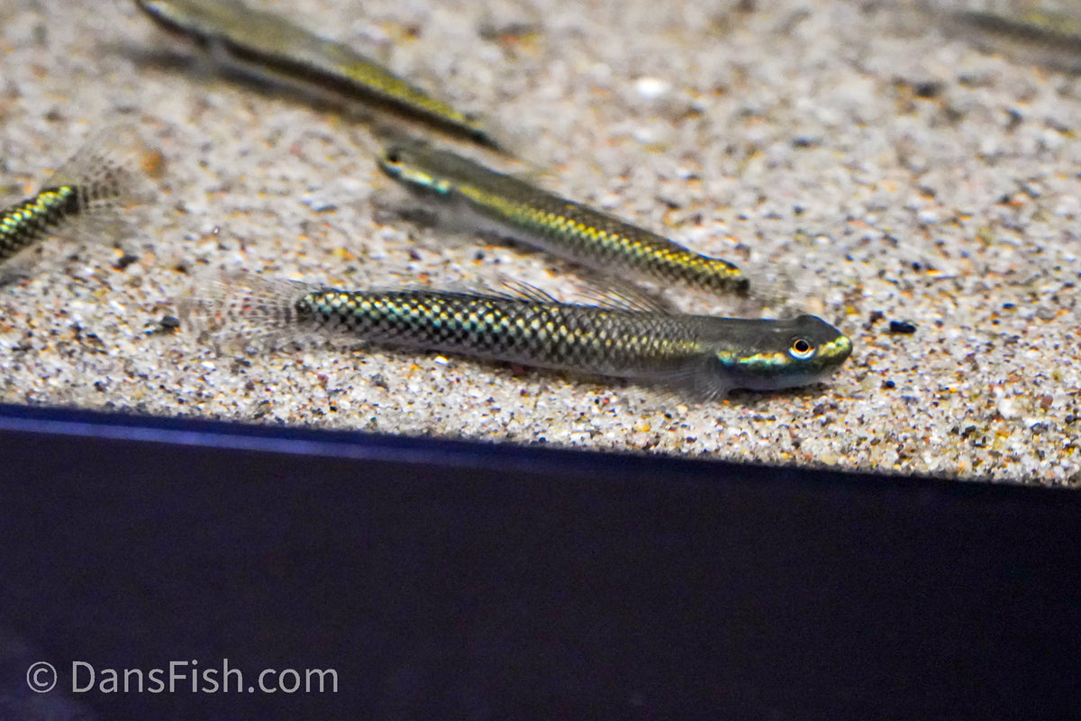 Neon Blue Goby