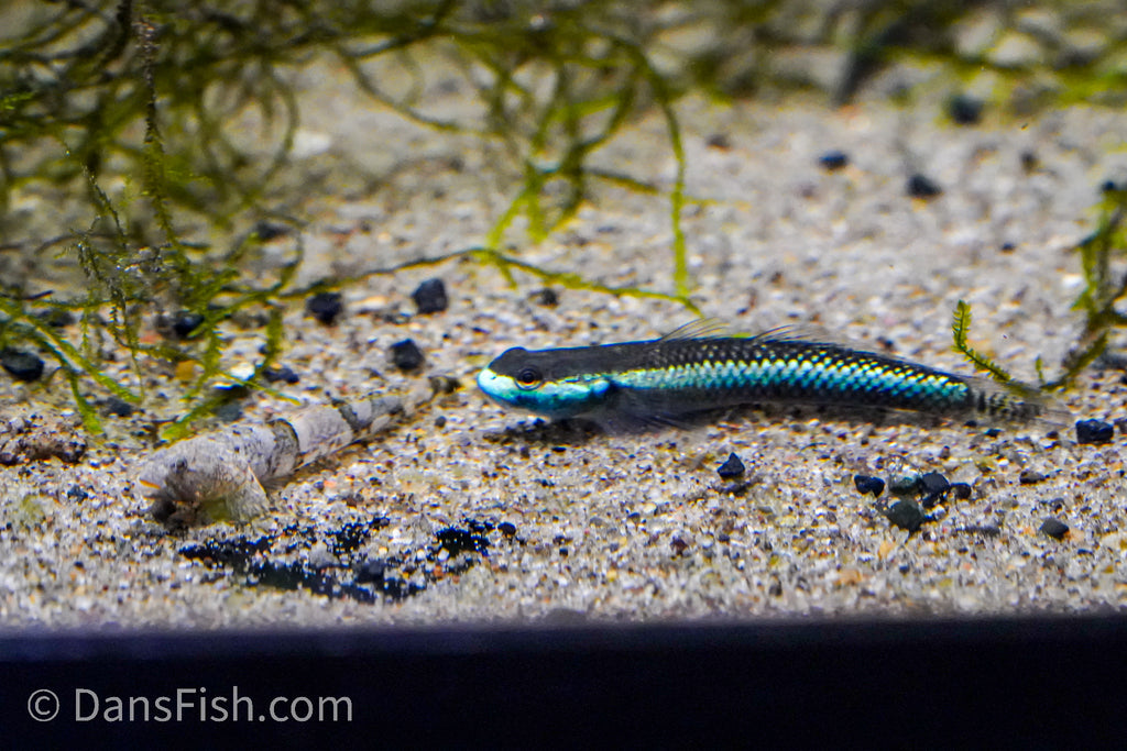 Neon Blue Goby