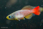 Nothobranchius foerschi
