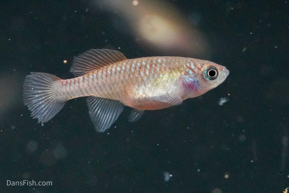 Nothobranchius foerschi