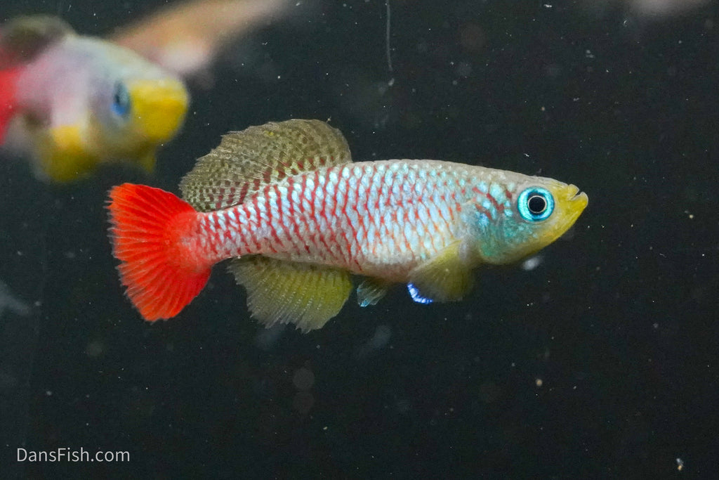 Nothobranchius foerschi
