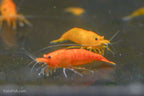 Orange Shrimp (4 pack)