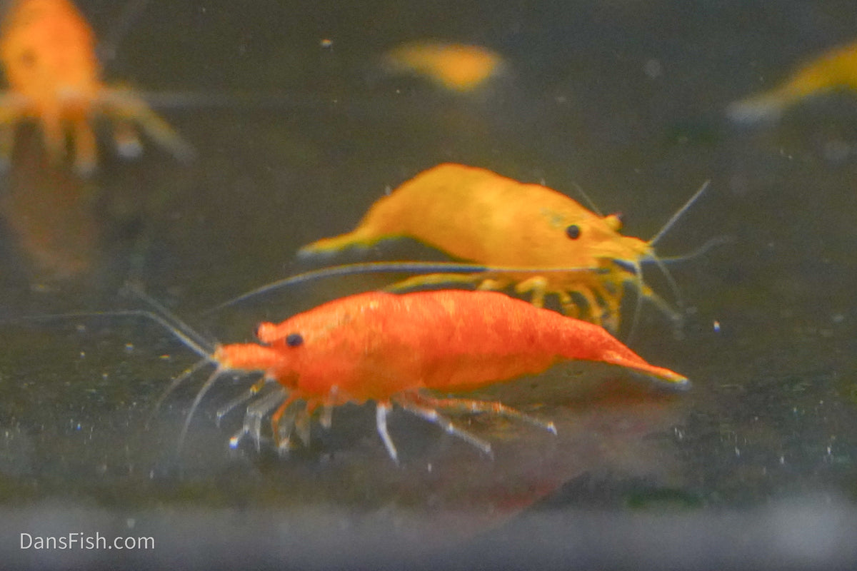 Orange Shrimp (4 pack)