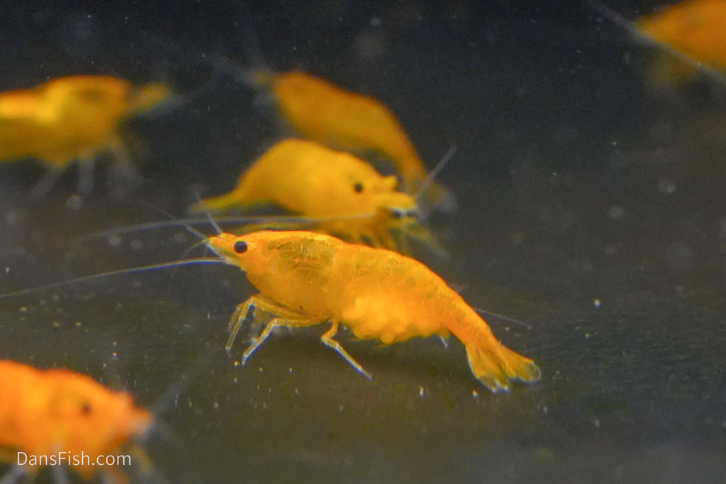 Orange Shrimp (4 pack)