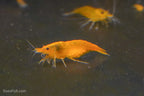 Orange Shrimp (4 pack)