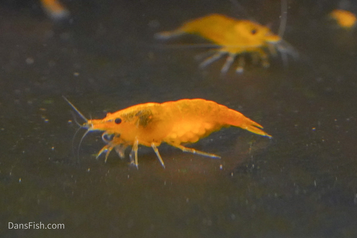 Orange Shrimp (4 pack)