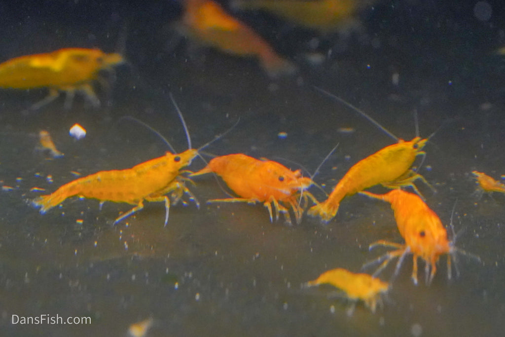 Orange Shrimp (4 pack)