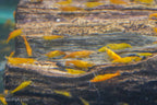 Orange Shrimp (4 pack)