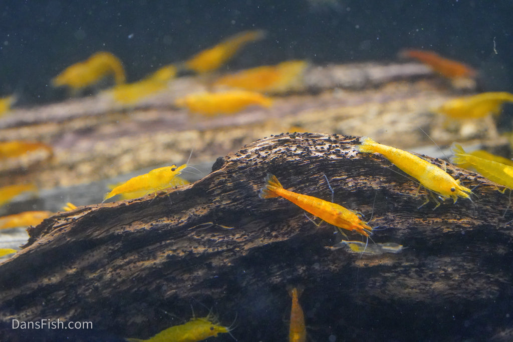 Orange Shrimp (4 pack)