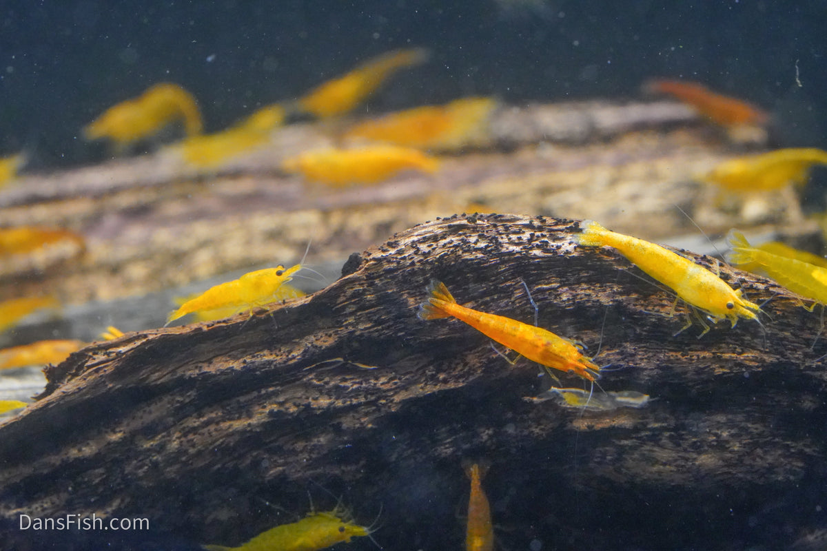 Orange Shrimp (4 pack)