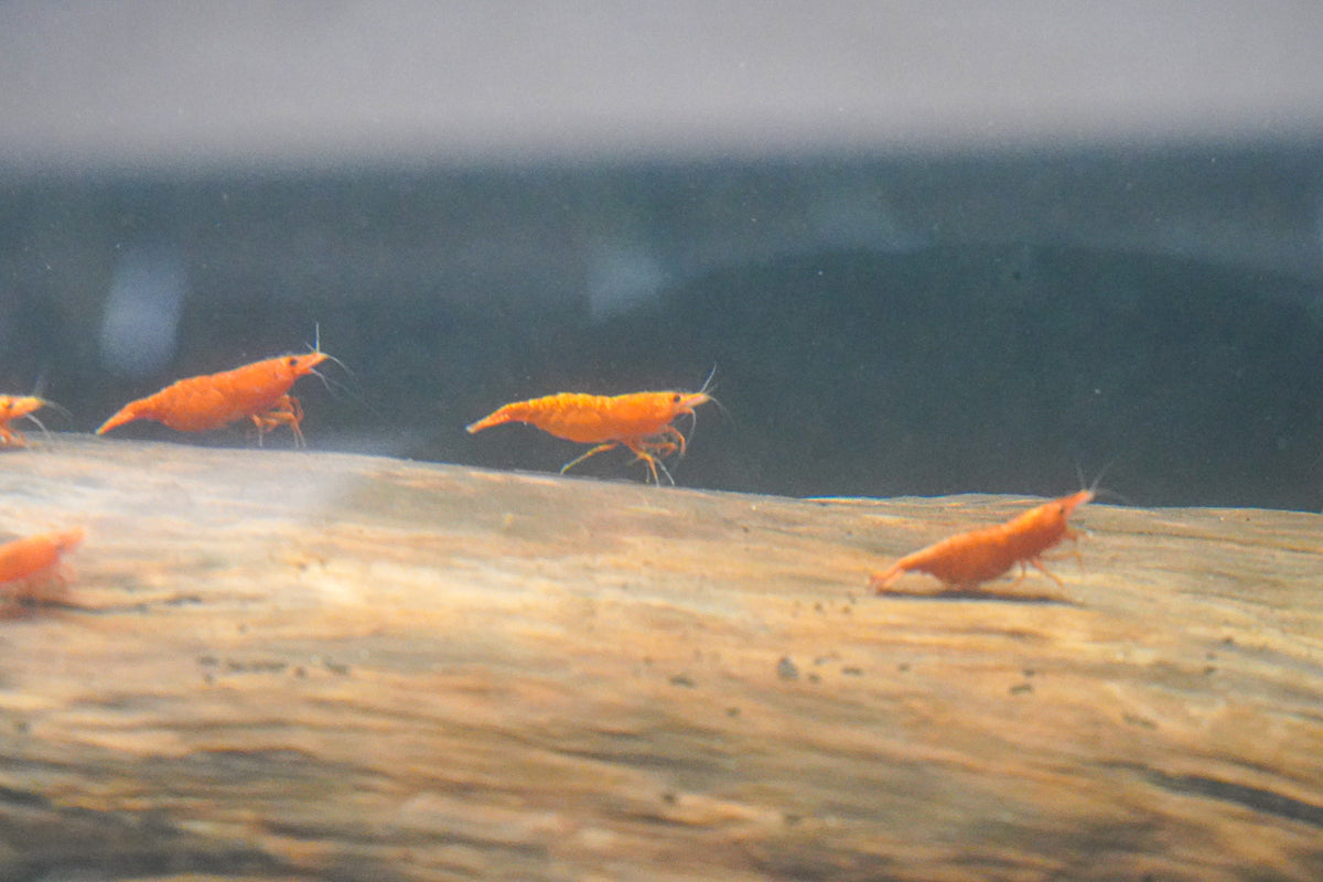 Orange Shrimp (4 pack)