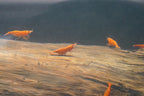 Orange Shrimp (4 pack)