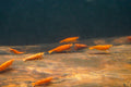 Orange Shrimp (4 pack)