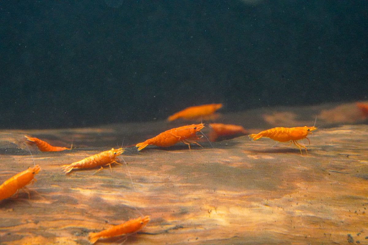 Orange Shrimp (4 pack)
