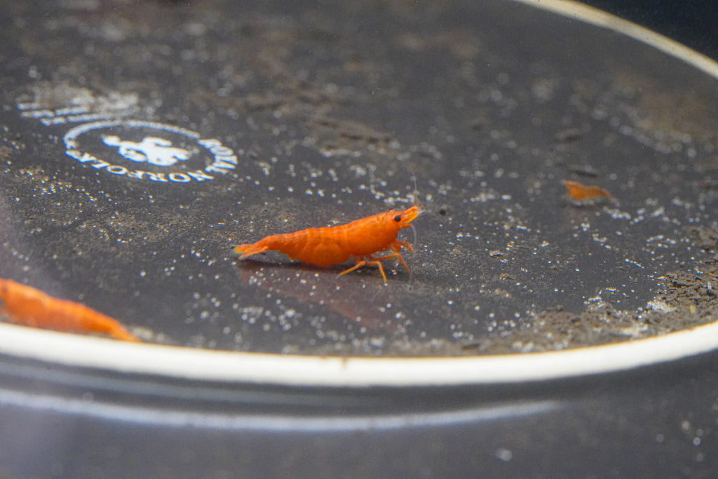 Orange Shrimp (4 pack)