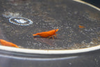 Orange Shrimp (4 pack)
