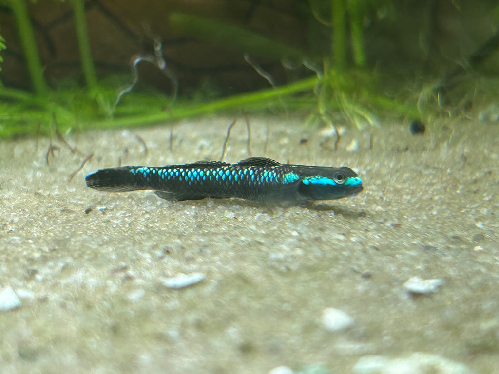 Neon Blue Goby