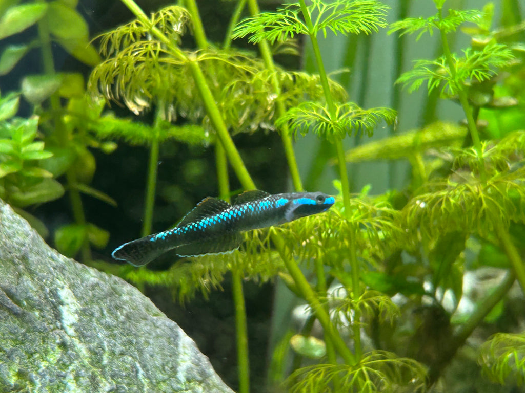 Neon Blue Goby