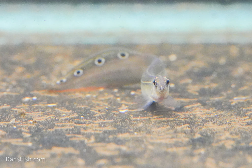 Peacock Eel