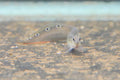 Peacock Eel