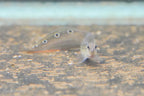 Peacock Eel