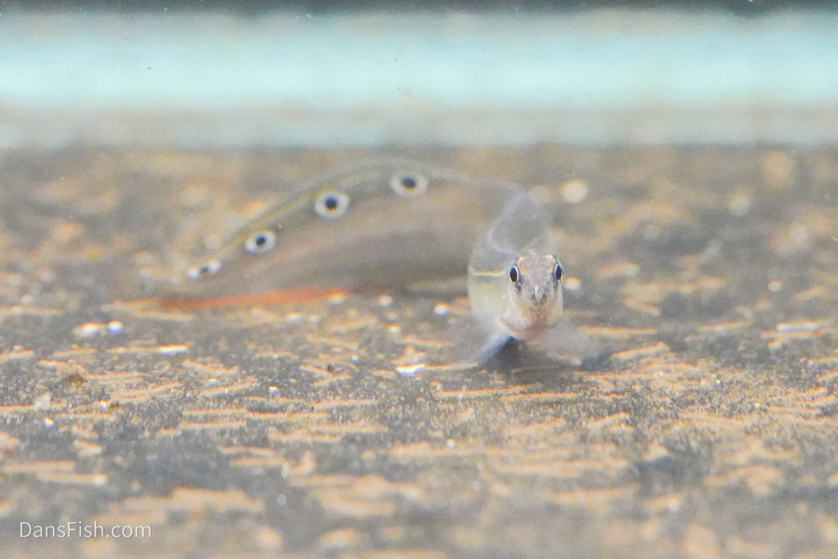 Peacock Eel