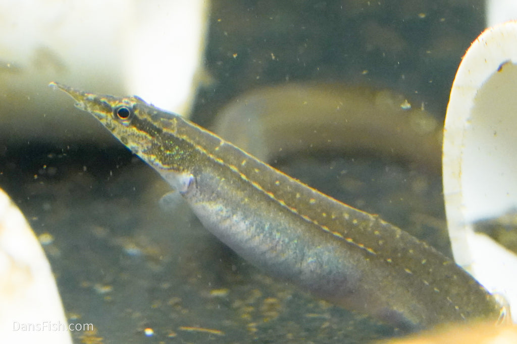 Peacock Eel