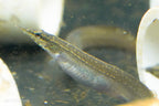 Peacock Eel