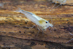 Snow Amano Shrimp, (4 pack)