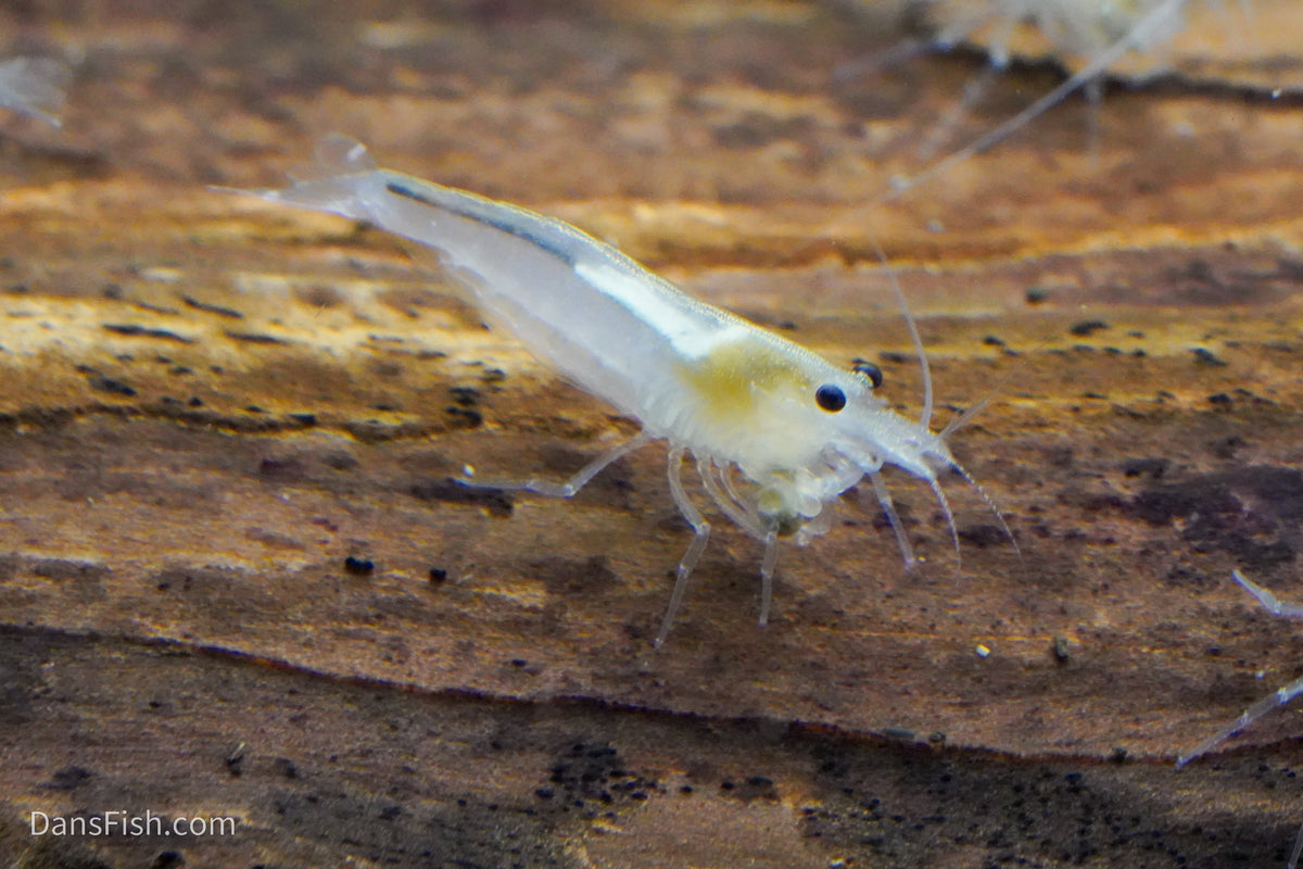 Snow Amano Shrimp, (4 pack)