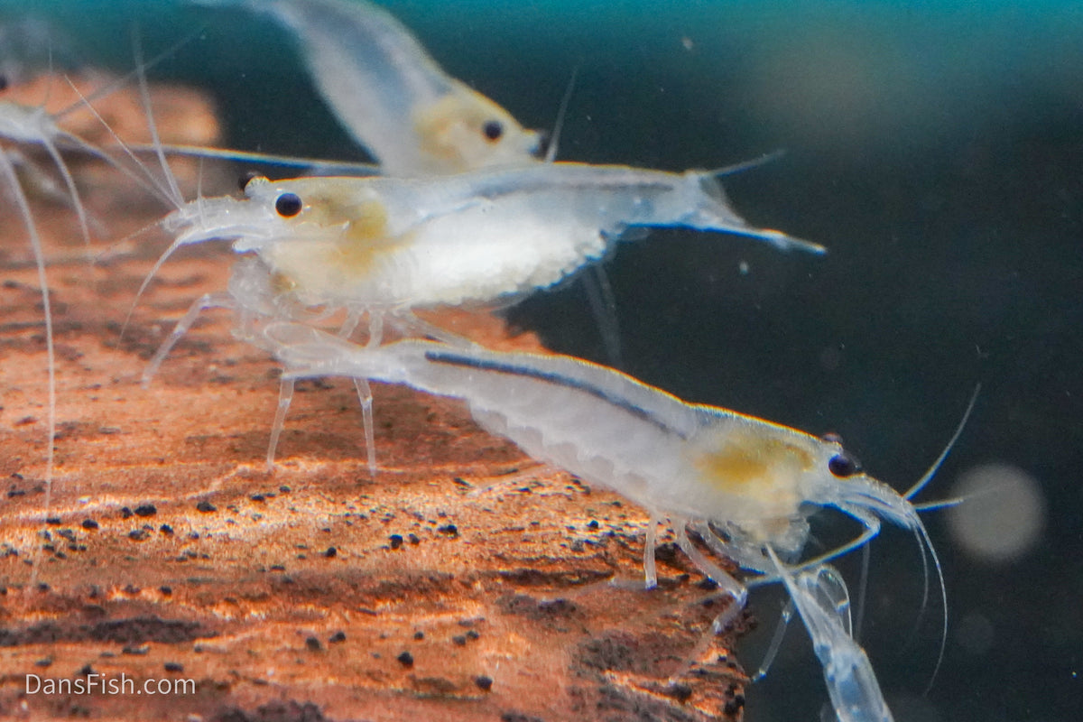 Snow Amano Shrimp, (4 pack)