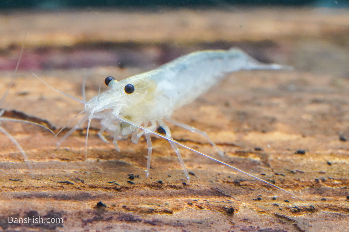 Snow Amano Shrimp, (4 pack)