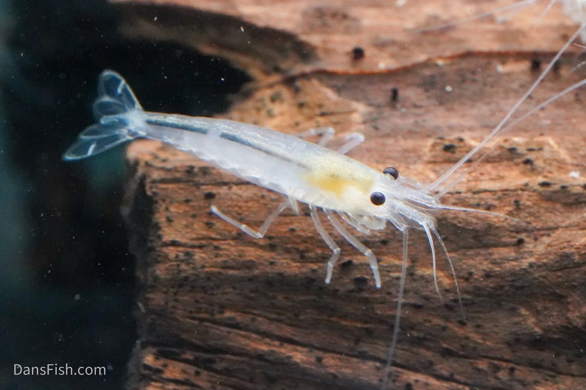 Snow Amano Shrimp, (4 pack)