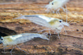 Snow Amano Shrimp, (4 pack)
