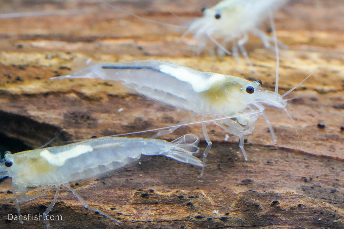 Snow Amano Shrimp, (4 pack)