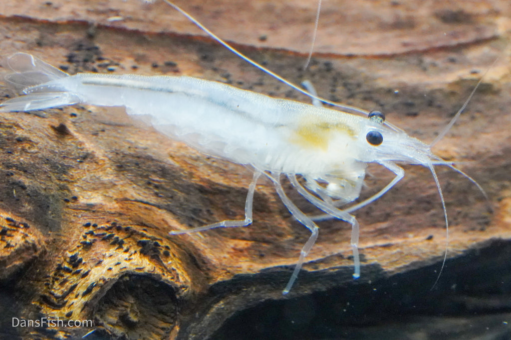 Snow Amano Shrimp, (4 pack)