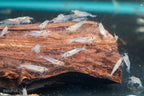 Snow Amano Shrimp, (4 pack)